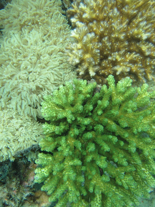 Coral Species 158