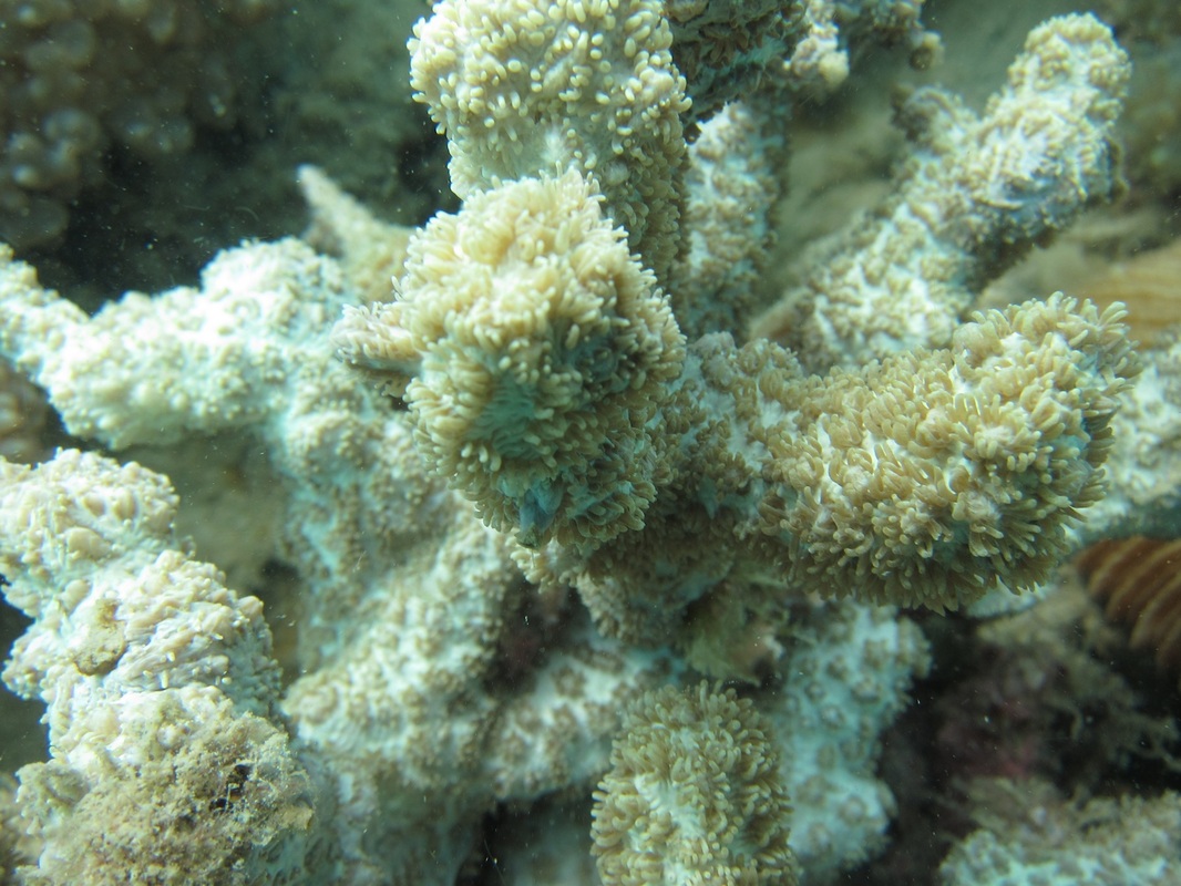 Coral Species 159