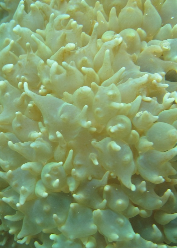 Coral Species 160
