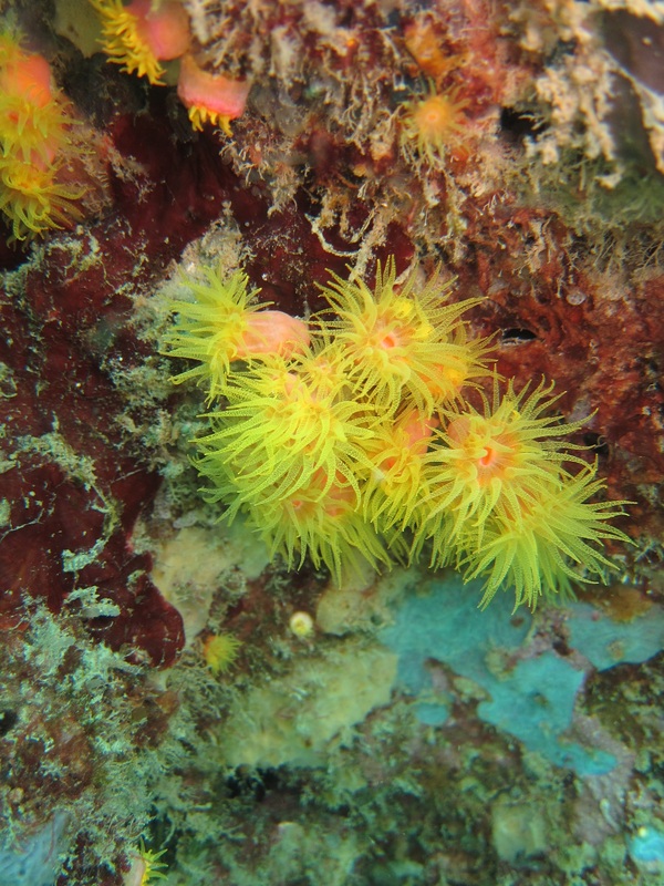 Coral Species 161