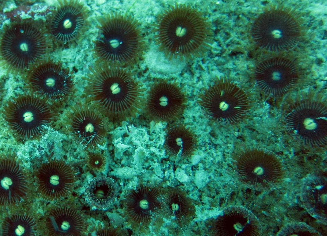 Coral Species 162