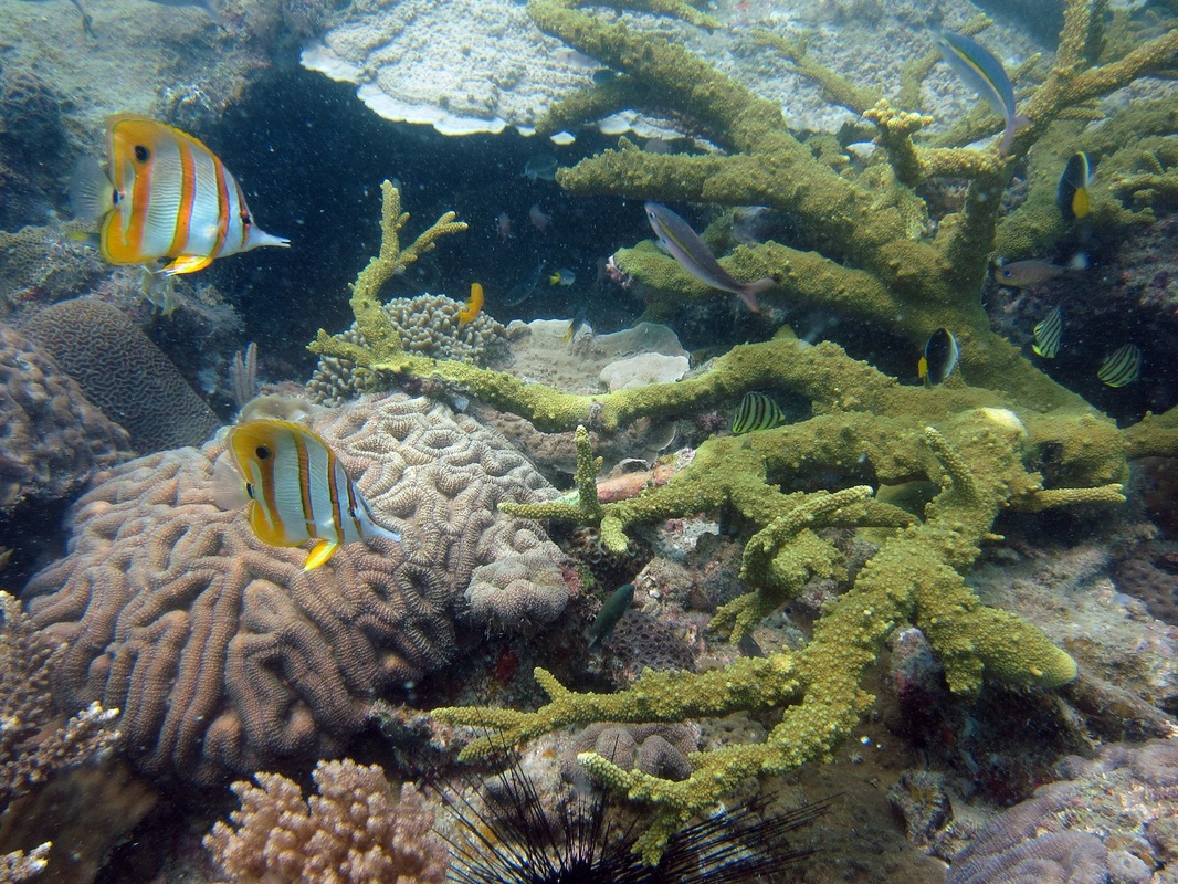 Coral Species 163
