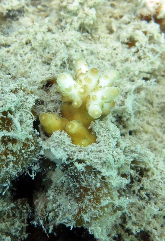 Coral Species 164