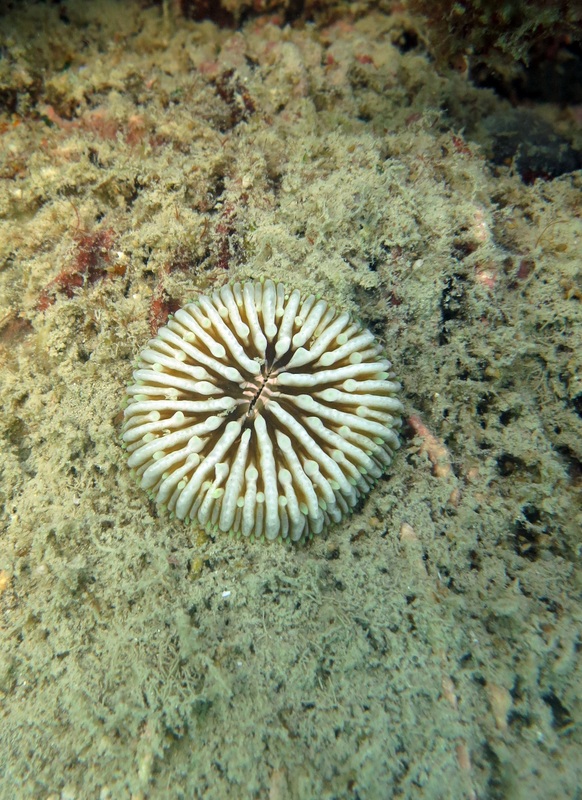 Coral Species 165