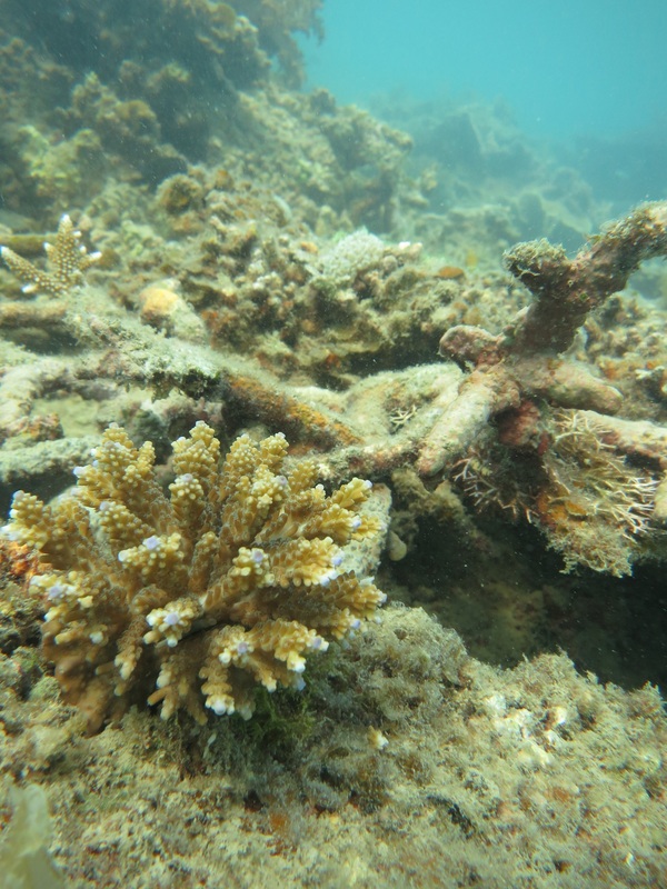 Coral Species 166