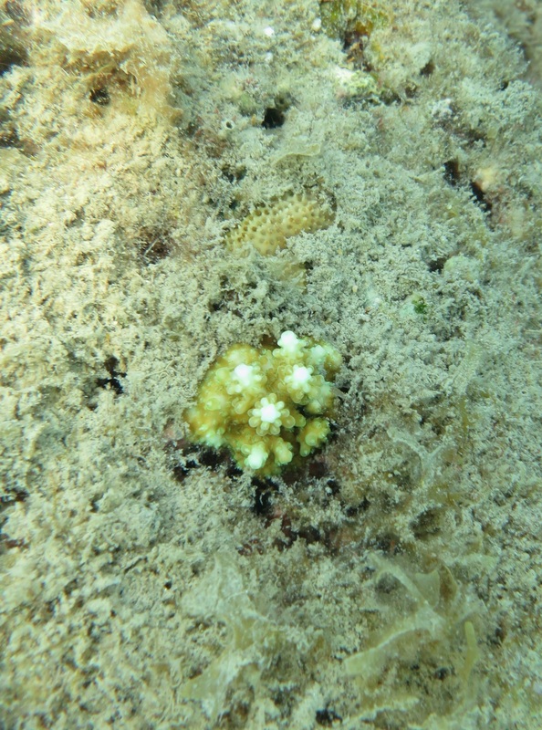 Coral Species 167