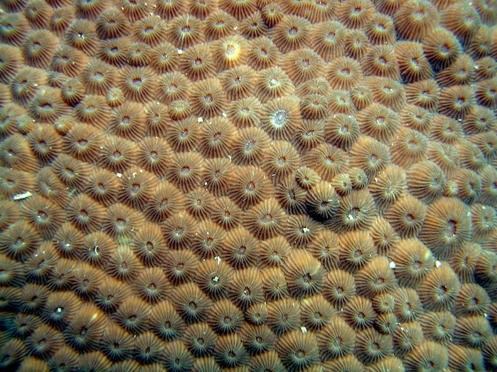 Coral Species 168