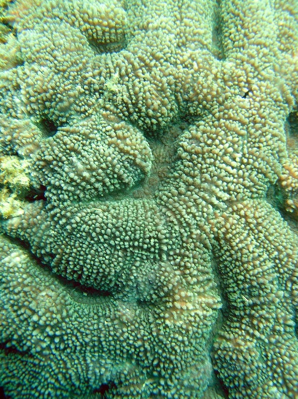Coral Species 169
