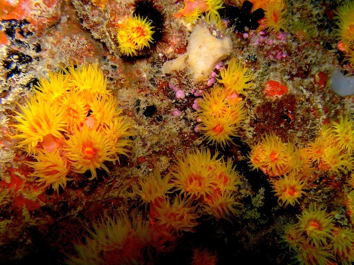 Coral Species 170