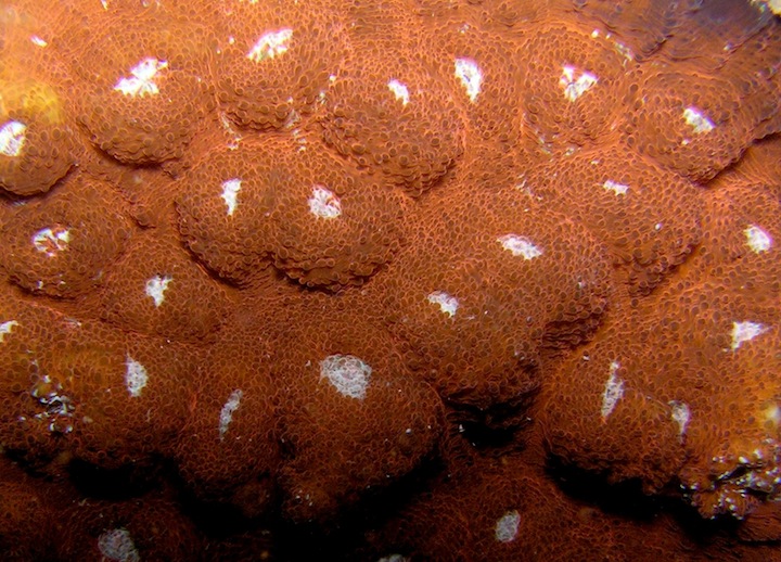 Coral Species 171