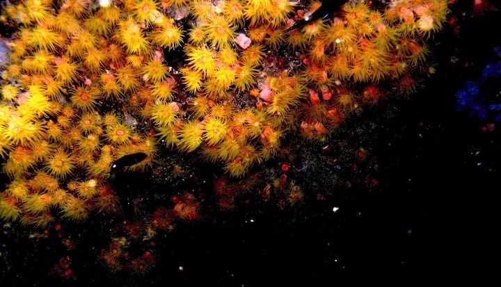 Coral Species 172