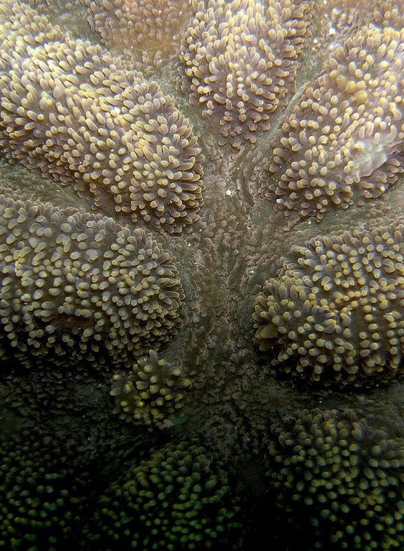 Coral Species 173