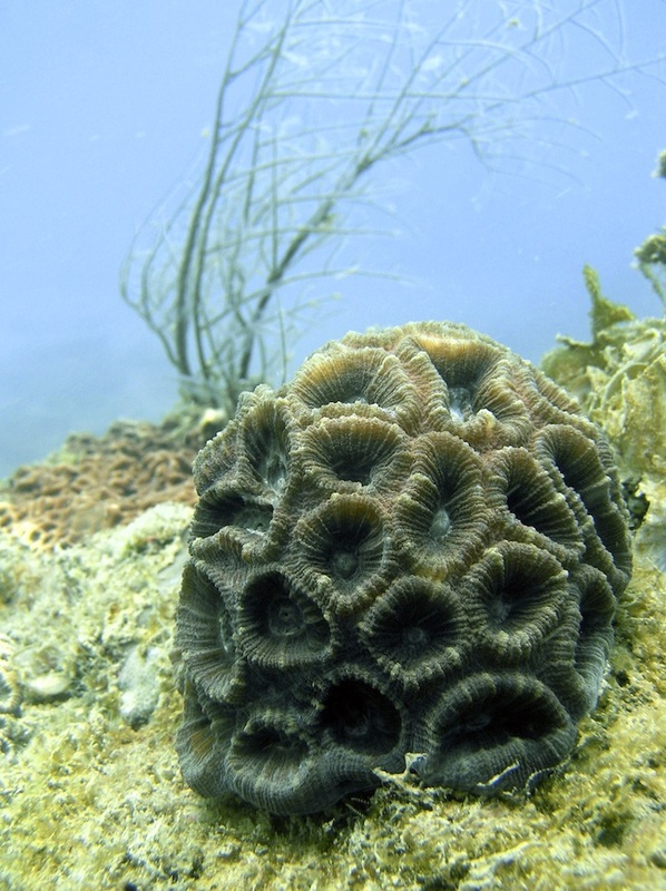 Coral Species 174