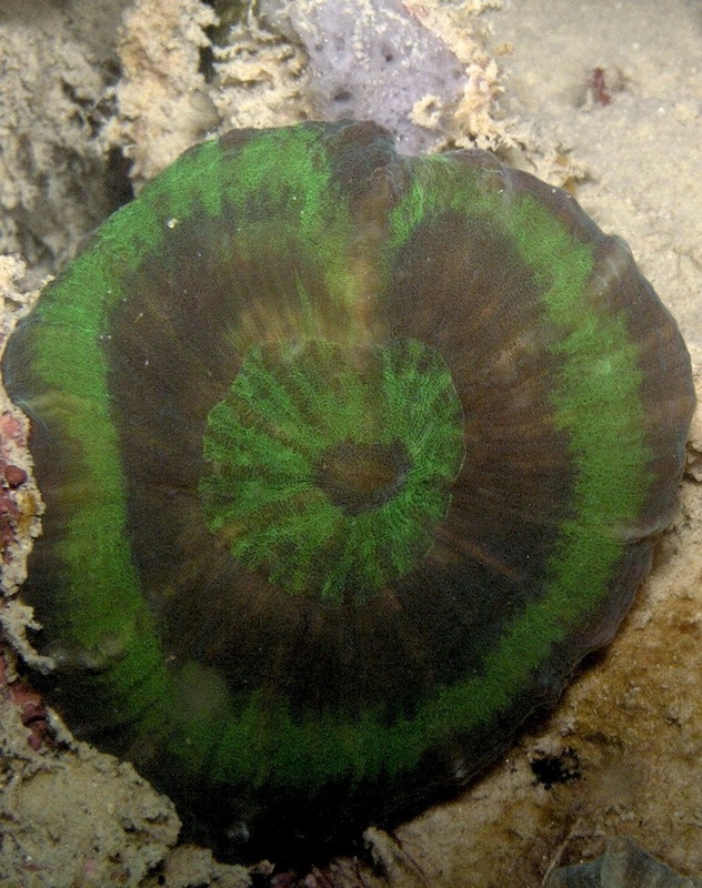 Coral Species 175