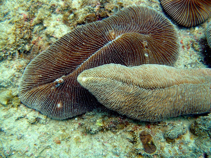 Coral Species 176