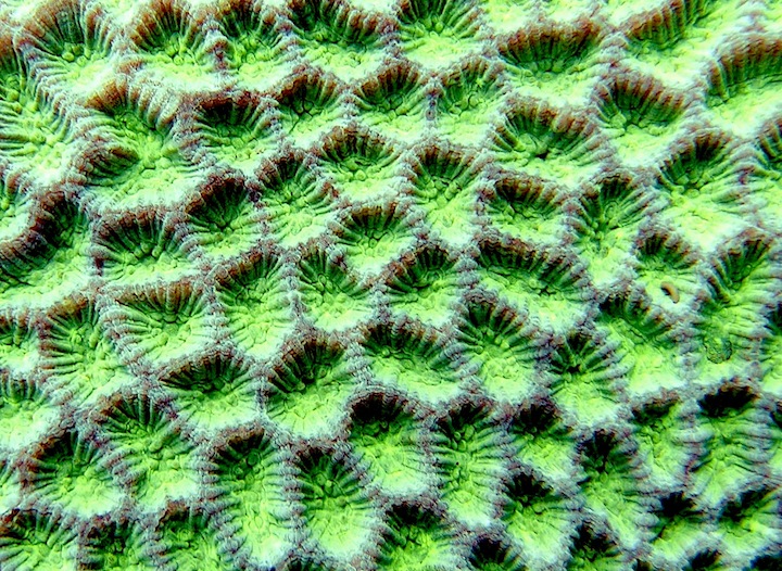 Coral Species 177