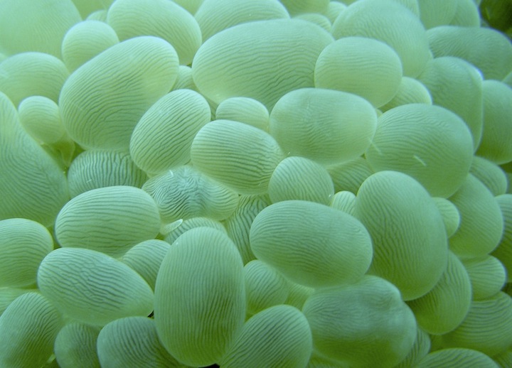 Coral Species 178
