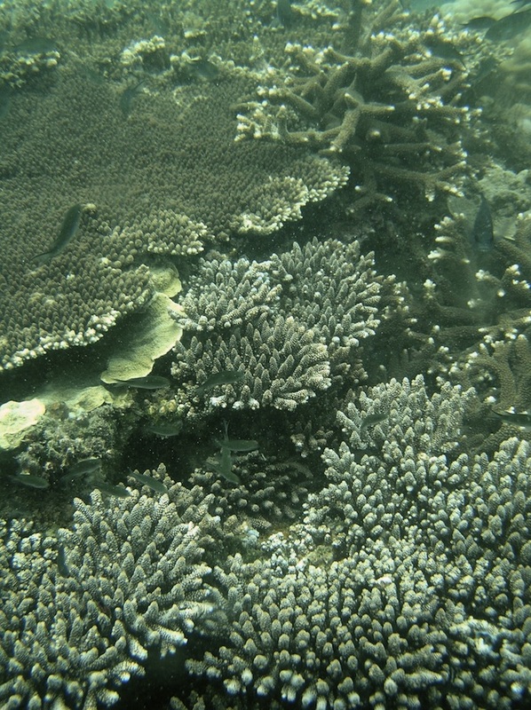 Coral Species 179