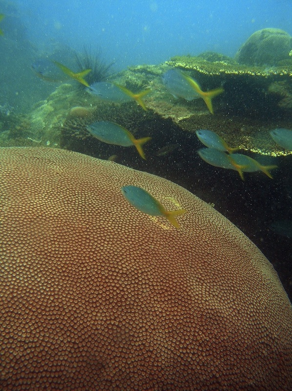 Coral Species 180