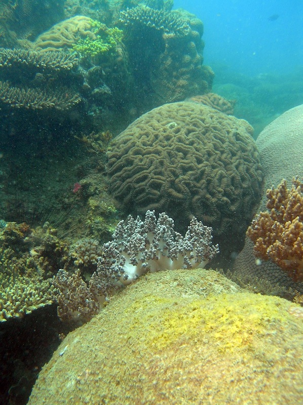 Coral Species 181