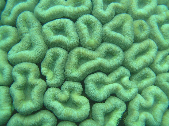 Coral Species 182
