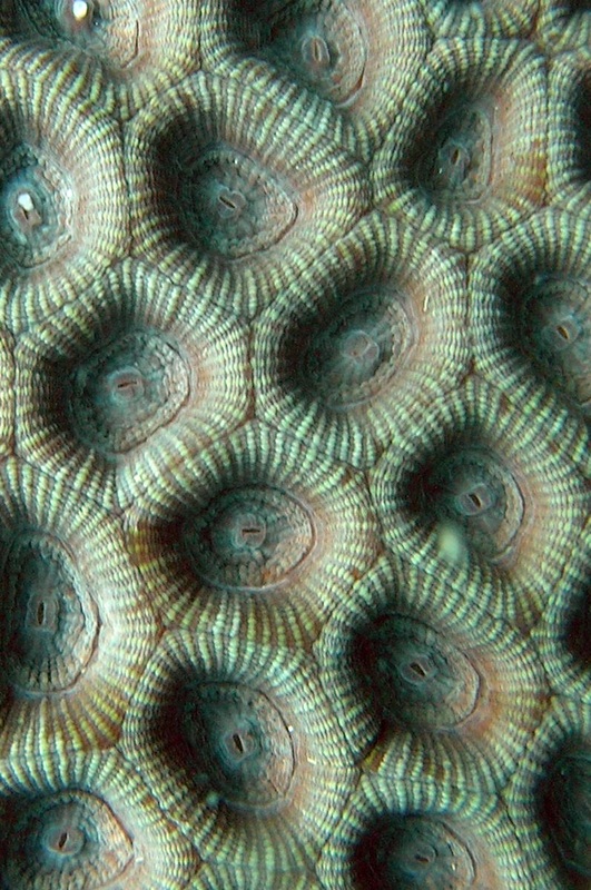 Coral Species 183