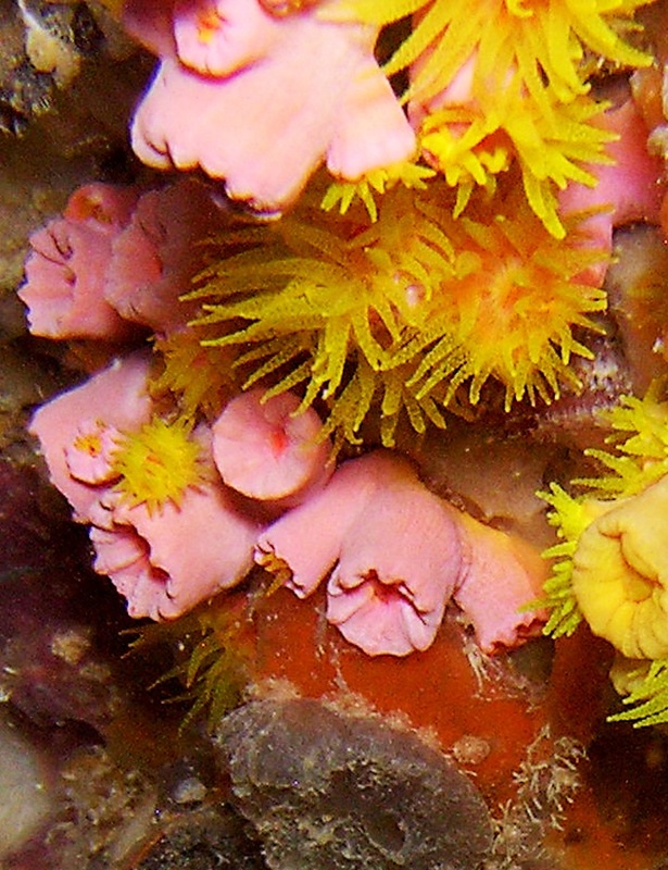 Coral Species 184