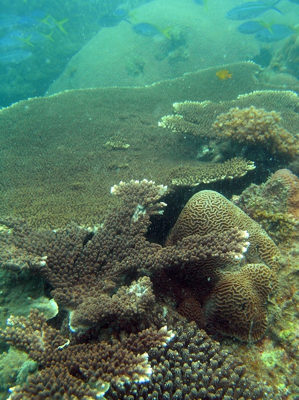 Coral Species 185