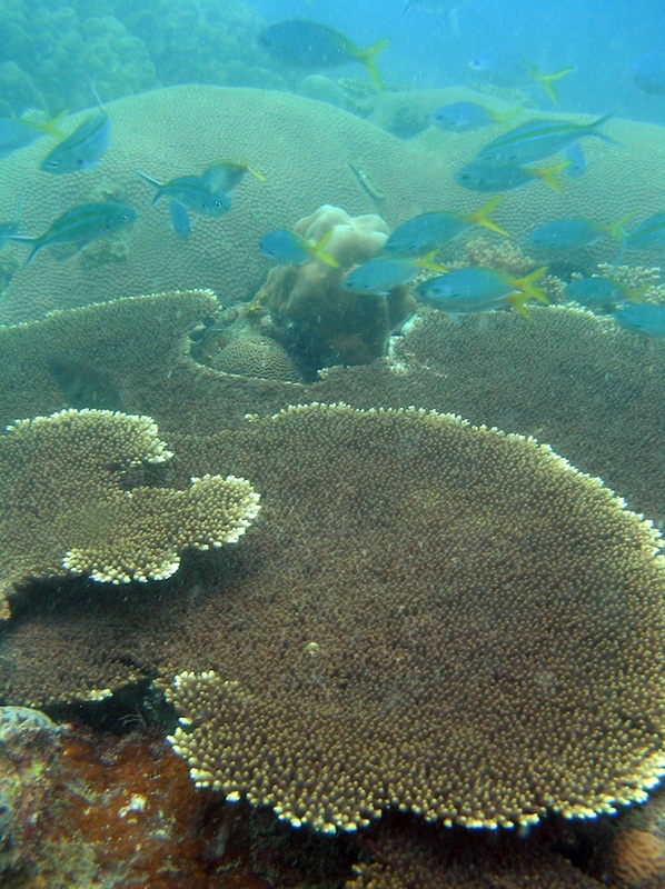 Coral Species 186
