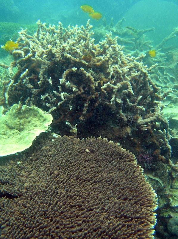 Coral Species 187