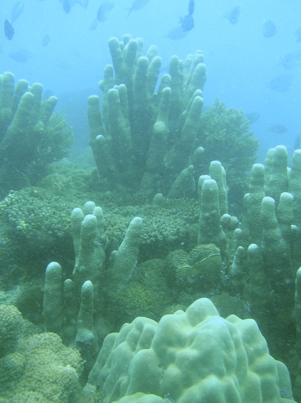 Coral Species 188