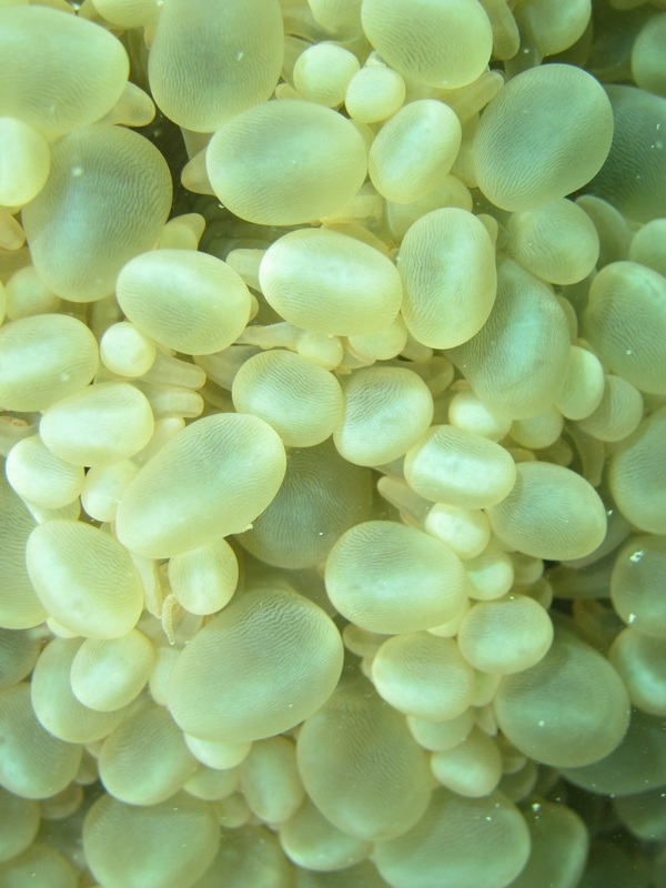 Coral Species 189