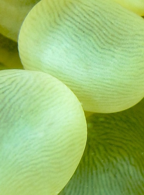 Coral Species 190