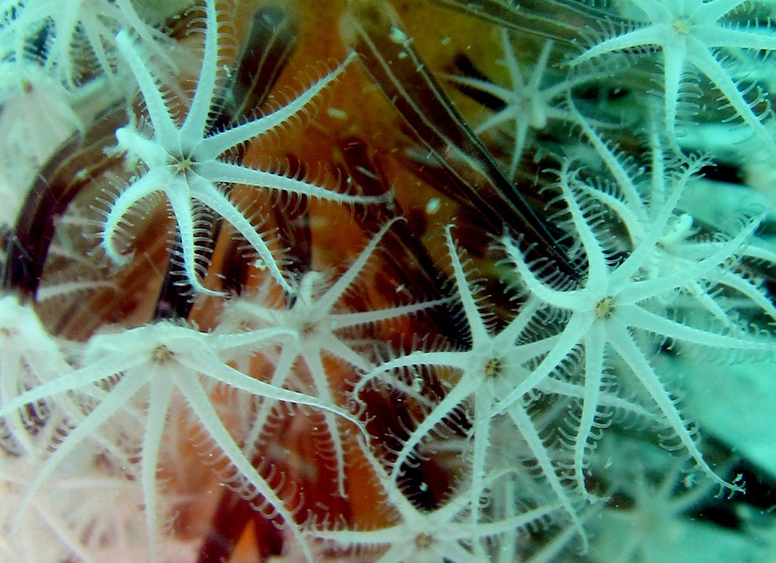 Coral Species 191