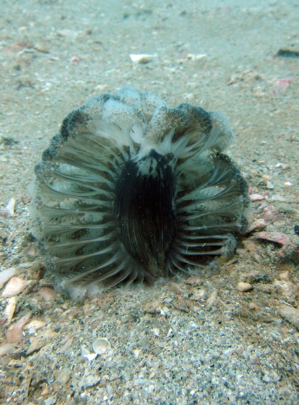 Coral Species 192
