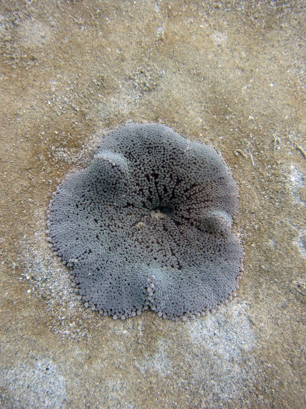 Coral Species 193