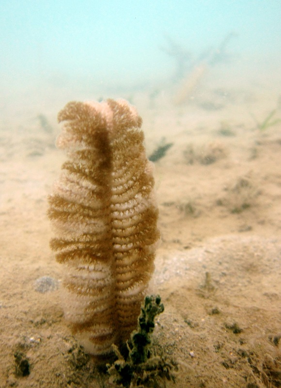Coral Species 194