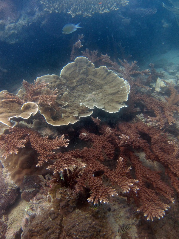 Coral Species 195