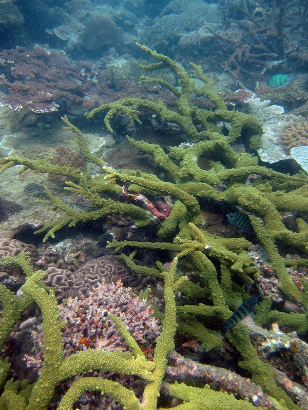 Coral Species 196