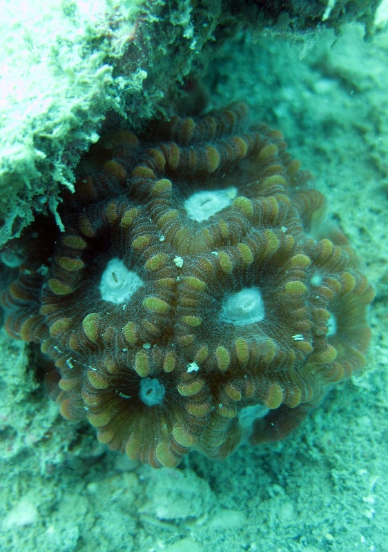 Coral Species 197