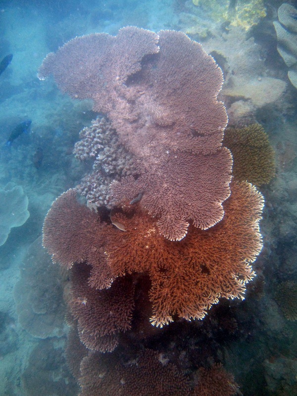 Coral Species 198