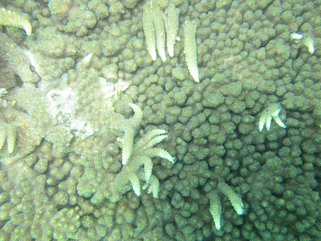 Coral Species 200