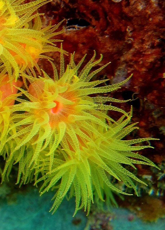 Coral Species 201