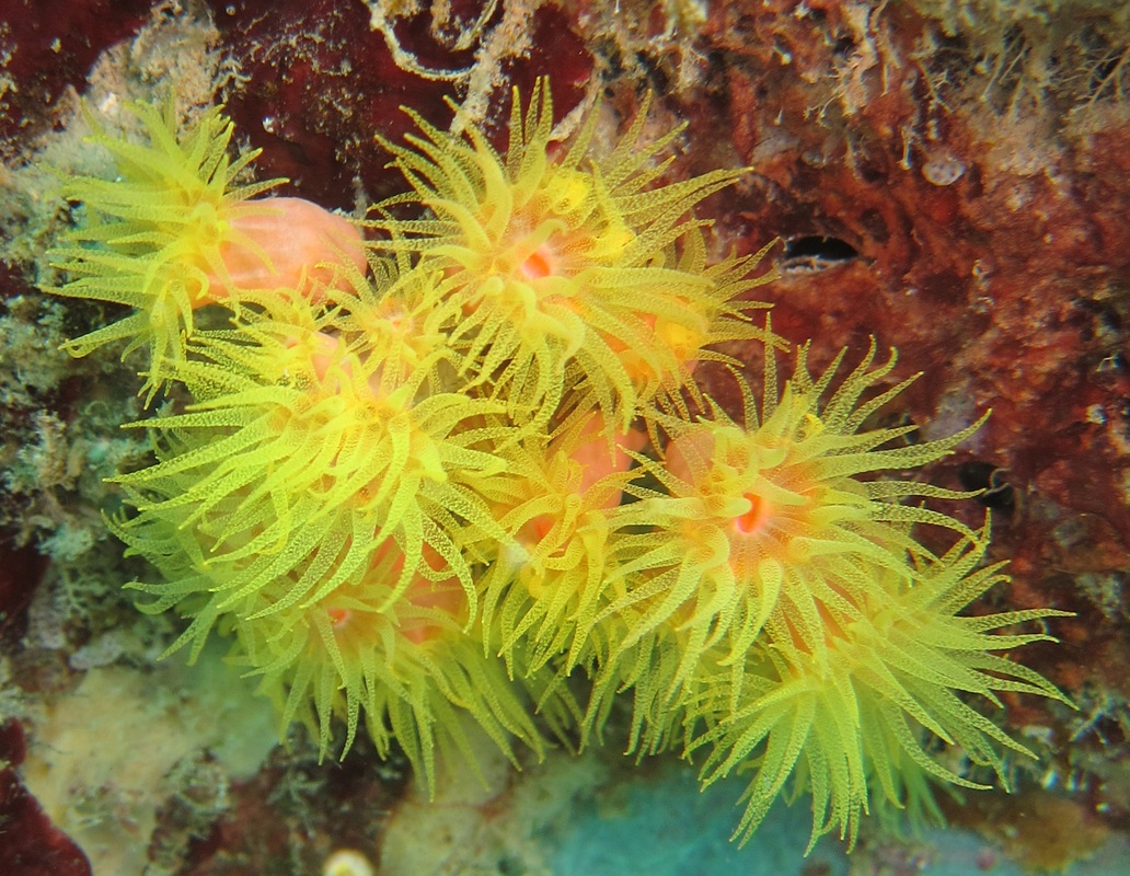 Coral Species 202