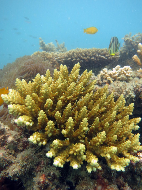 Coral Species 203