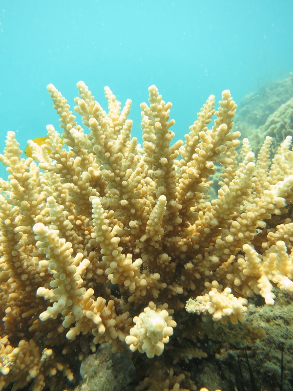 Coral Species 204