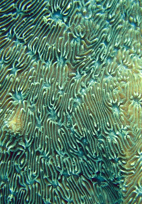 Coral Species 205