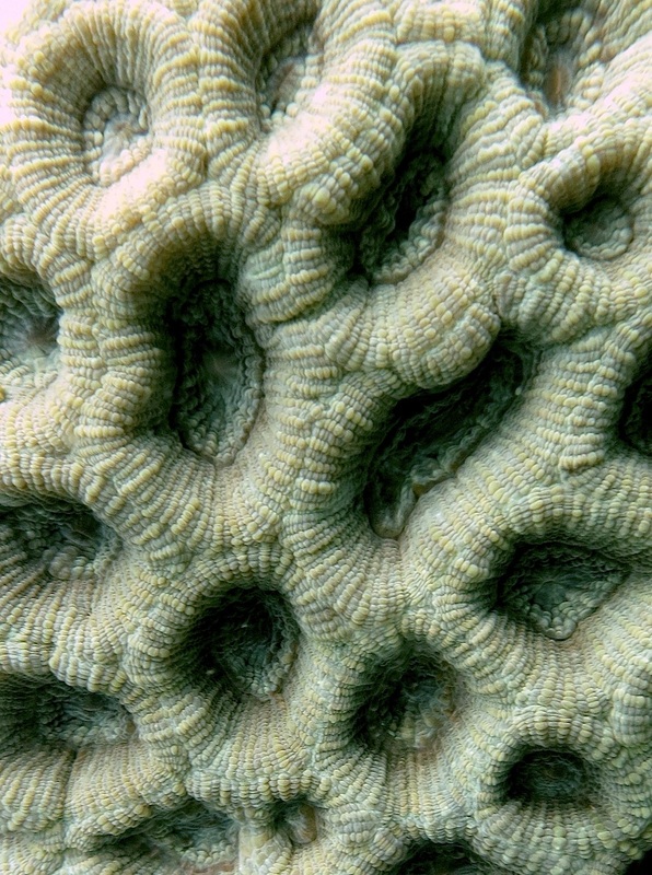 Coral Species 206