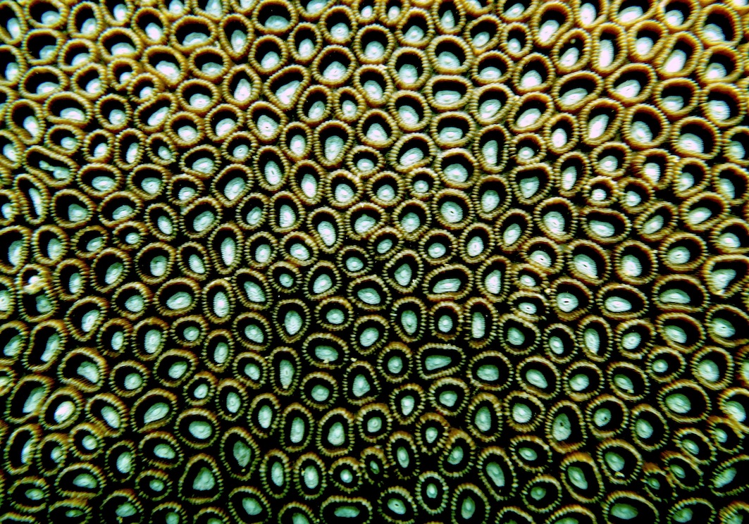Coral Species 207