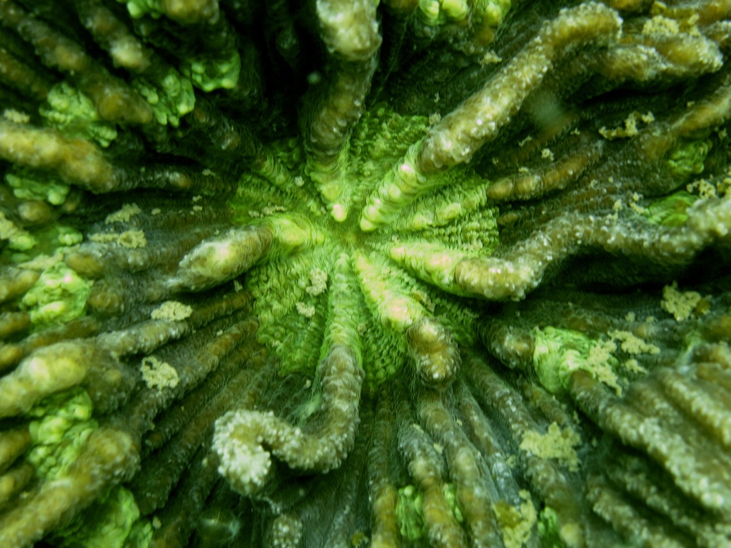 Coral Species 208